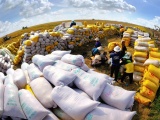 Việt Nam không lo thiếu gạo trong nước, giá gạo xuất khẩu có thể đạt 1.000 USD/tấn