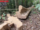 Hà Tĩnh: 2 trường hợp chặt phá rừng trái phép bị phạt 31 triệu đồng