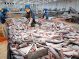 Dự báo xuất khẩu cá tra chỉ đạt 2 tỷ USD trong năm 2023