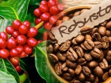 Dự báo cà phê xuất khẩu của Việt Nam sẽ được hưởng lợi về giá