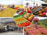 Nông sản Việt và khát vọng xây dựng thương hiệu vươn tầm quốc tế 