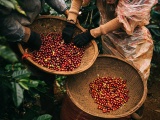 Cà phê Việt còn nhiều tiềm năng xuất khẩu sang thị trường Na Uy