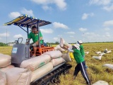 Giá lúa gạo trong nước treo cao, doanh nghiệp xuất khẩu gặp khó