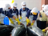 Cơ hội nào cho xuất khẩu cá ngừ Việt Nam trong những tháng cuối năm 2023