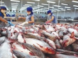 Xuất khẩu cá tra sang thị trường Mỹ giảm mạnh