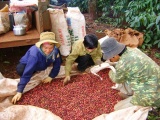 Giá cà phê Việt Nam đạt mức giá kỷ lục trong hơn 30 năm qua
