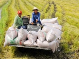 Kim ngạch xuất khẩu gạo của Việt Nam thiết lập kỷ lục mới