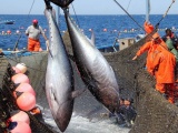 Xuất khẩu cá ngừ sang Tây Ban Nha 'chạm đáy' 5 năm