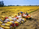 Bộ Công Thương công bố danh sách 170 thương nhân đủ điều kiện kinh doanh xuất khẩu gạo