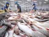 Thị trường hồi phục, xuất khẩu cá tra hướng đến mục tiêu 1,77 tỷ USD