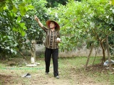Người nông dân đất Văn Giang làm giàu từ cây bưởi 