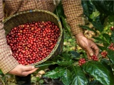 Doanh nghiệp cà phê đẩy mạnh chế biến sâu, hướng đến sản xuất xanh