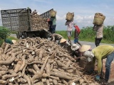Việt Nam thu về gần 1,03 tỷ USD từ xuất khẩu sắn trong 10 tháng qua