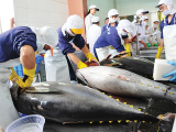 Xuất khẩu cá ngừ sang thị trường Anh chững lại