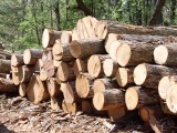 Tạm ngừng nhập, tái xuất gỗ tròn, gỗ xẻ từ rừng tự nhiên từ Lào và Campuchia