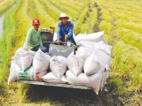 Ấn Độ có thể ​​duy trì lệnh cấm xuất khẩu gạo đến năm 2024, gạo Việt hưởng lợi?