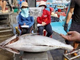 Xuất khẩu cá ngừ của Việt Nam đạt 693 triệu USD trong 10 tháng qua