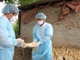 Bộ Y tế yêu cầu các địa phương tăng cường phòng chống cúm gia cầm lây sang người