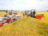 Việt Nam trúng 8/17 gói thầu 500.000 tấn gạo của Indonesia