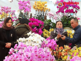 Hà Nội: Thị trường hoa cây cảnh những ngày cận Tết Giáp Thìn 2024