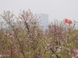 Vườn đào Nhật Tân bung nở những ngày cận Tết Giáp Thìn 2024
