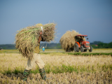 Giá lúa gạo giảm mạnh sau Tết khiến người nông dân lo lắng