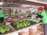 Tiếp tục đa dạng hóa thị trường xuất khẩu trái chuối