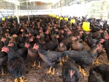 Mỗi tuần có khoảng 60 nghìn con gà đẻ thải loại nhập khẩu vào Việt Nam