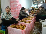 Bắc Giang: Nhà vườn bắt đầu thu hoạch vải thiều, giá khoảng 35.000 đồng/kg