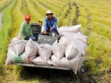 Philippines giảm thuế nhập khẩu gạo, cơ hội cho doanh nghiệp Việt