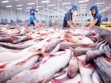 Dự báo xuất khẩu cá tra sẽ tăng tiếp trong 6 tháng cuối năm
