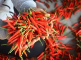 Việt Nam xuất khẩu hơn 7,3 tấn ớt trong nửa đầu năm 2024