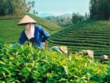 Ngành chè Việt Nam cần tập trung vào nâng cao chất lượng sản phẩm