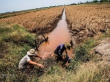 Thủ tướng yêu cầu các địa phương chủ động phòng chống hạn hán, xâm nhập mặn