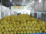 Xây dựng thương hiệu quốc gia cho sầu riêng Việt Nam để thúc đẩy xuất khẩu bền vững