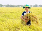 Việt Nam xuất khẩu lô gạo 'phát thải thấp' đầu tiên sang Nhật Bản