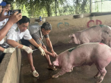 Vụ thịt heo CP: Kiểm tra lò giết mổ tại tỉnh Sóc Trăng