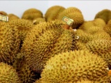 Sầu riêng đông lạnh bứt tốc, mở rộng đường xuất khẩu