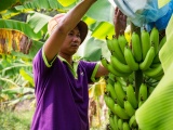Tăng sức cạnh tranh, thúc đẩy xuất khẩu các sản phẩm trái cây có lợi thế