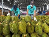 Sầu riêng Việt trước thách thức 'tăng trưởng nóng' và hướng đi bền vững