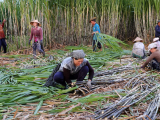 Kiểm soát đường nhập lậu, hỗ trợ ngành mía đường phát triển bền vững