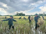 Thanh Hóa: Bộ đội, Công an giúp dân gặt lúa ứng phó bão số 10