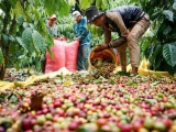 Cà phê Việt Nam bứt phá mạnh, xuất khẩu tiến sát 8 tỷ USD