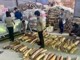 Hải Phòng tiêu hủy 615kg ngà voi buôn lậu từ Châu Phi
