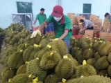 Giá sầu riêng tăng cao, xuất khẩu vượt kỷ lục năm 2024