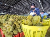 Xuất khẩu rau quả lập kỷ lục 7,91 tỷ USD trong 11 tháng