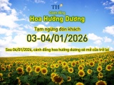 Cánh đồng hướng dương TH tạm đóng cửa ngày 3-4/1/2026