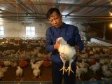 Ngành chăn nuôi bảo đảm nguồn cung thực phẩm dịp Tết Bính Ngọ 2026