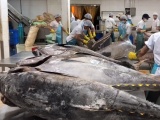 Xuất khẩu cá ngừ sang Tây Ban Nha dự kiến tăng nhẹ trong năm 2026