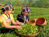 Xây dựng thương hiệu là chìa khóa để ngành chè Việt Nam bứt phá